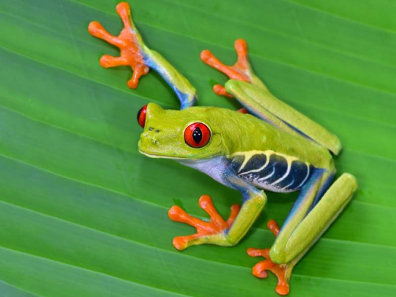 A guide to the wildlife in Costa Rica | On The Go Tours | ZA