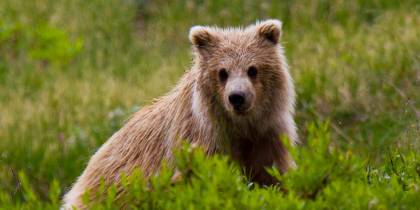 A grizzly bear cub in Denali National Park - Alaska - North America Tours - On The Go Tours