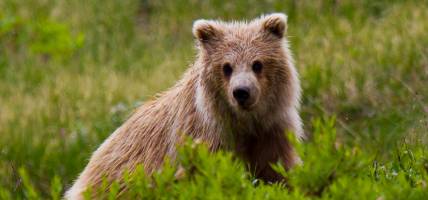 A grizzly bear cub in Denali National Park - Alaska - North America Tours - On The Go Tours