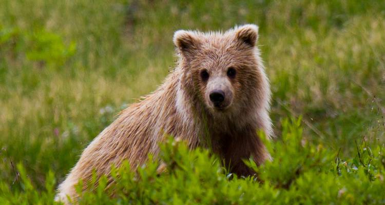 tourhub | On The Go Tours | Central Alaska Summer Camping - 11 days 