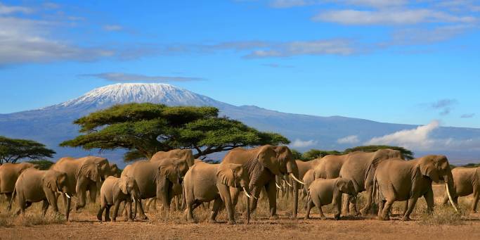 Amboseli National Park | Kenya | Africa 