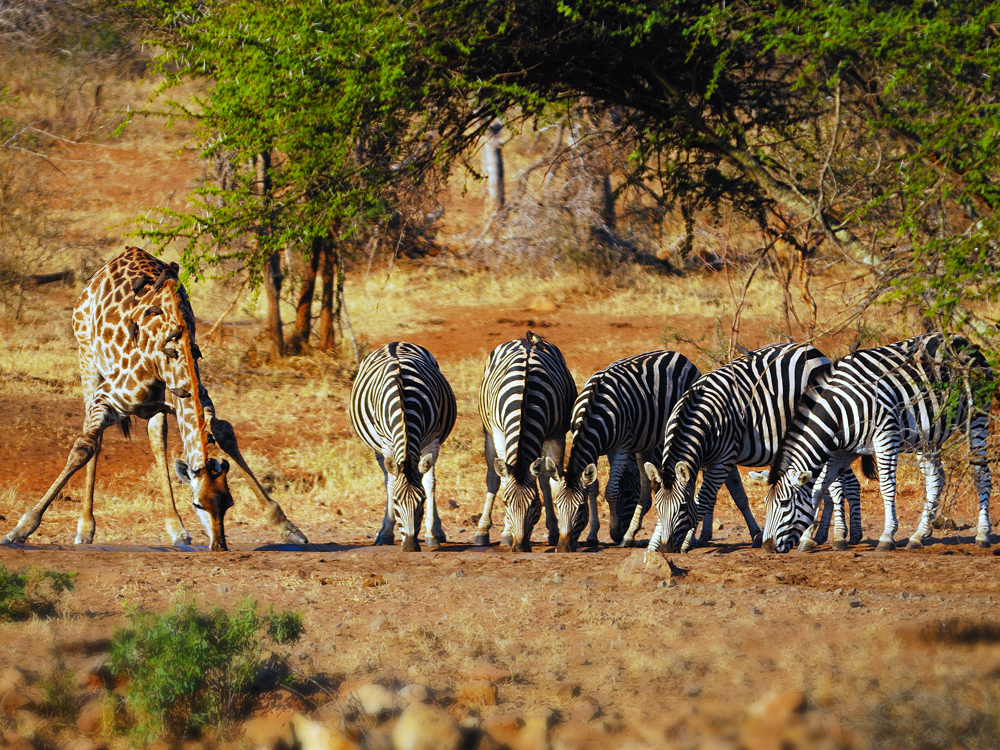 Kruger, Falls, Delta & Cape - 25 days