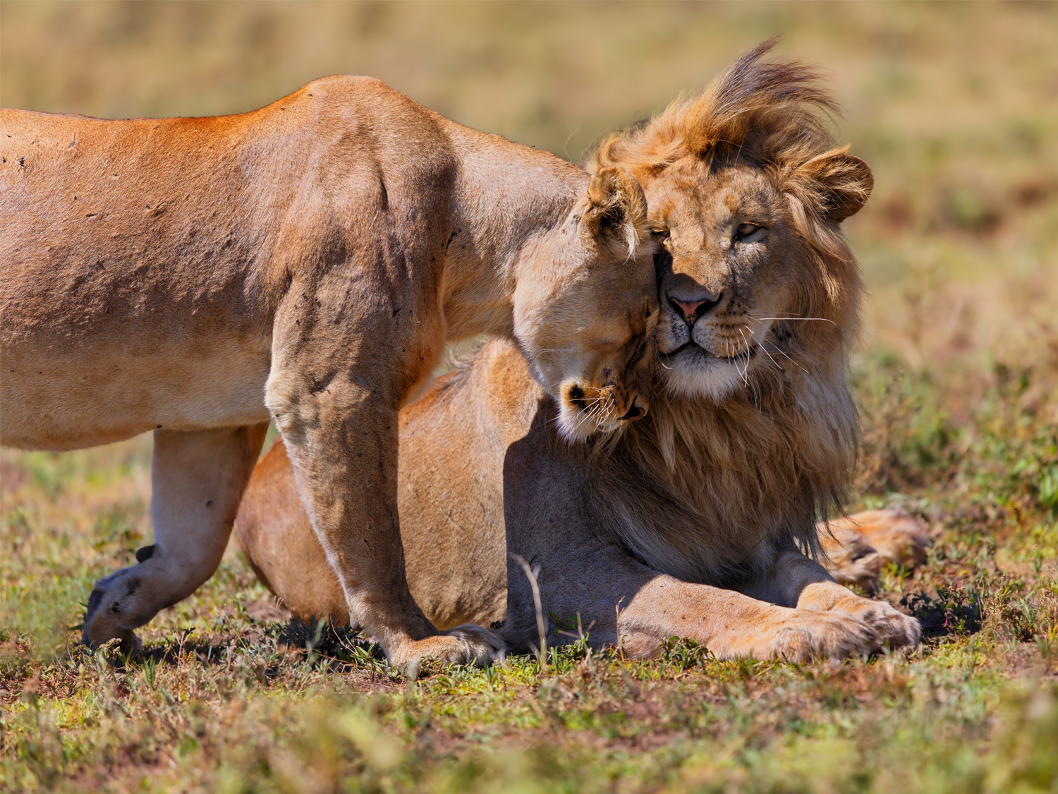 Lions in South Africa