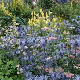 Bright purple flowers in a botanical garden