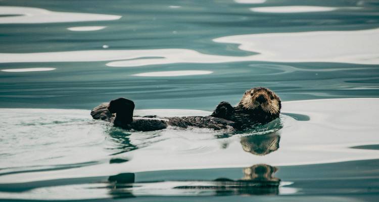 tourhub | On The Go Tours | Alaska Kenai Camping - 4 days 