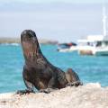 Marine iguana on a rock on the Galapagos Islands