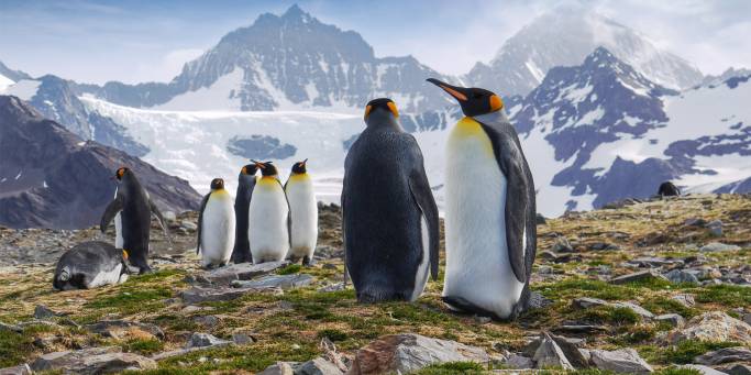 Penguins on South Georgia | Antarctica