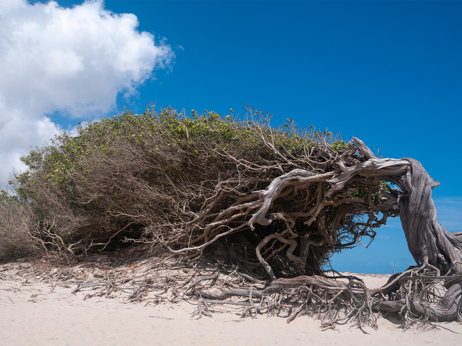 Day 7 - Jericoacoara National Park