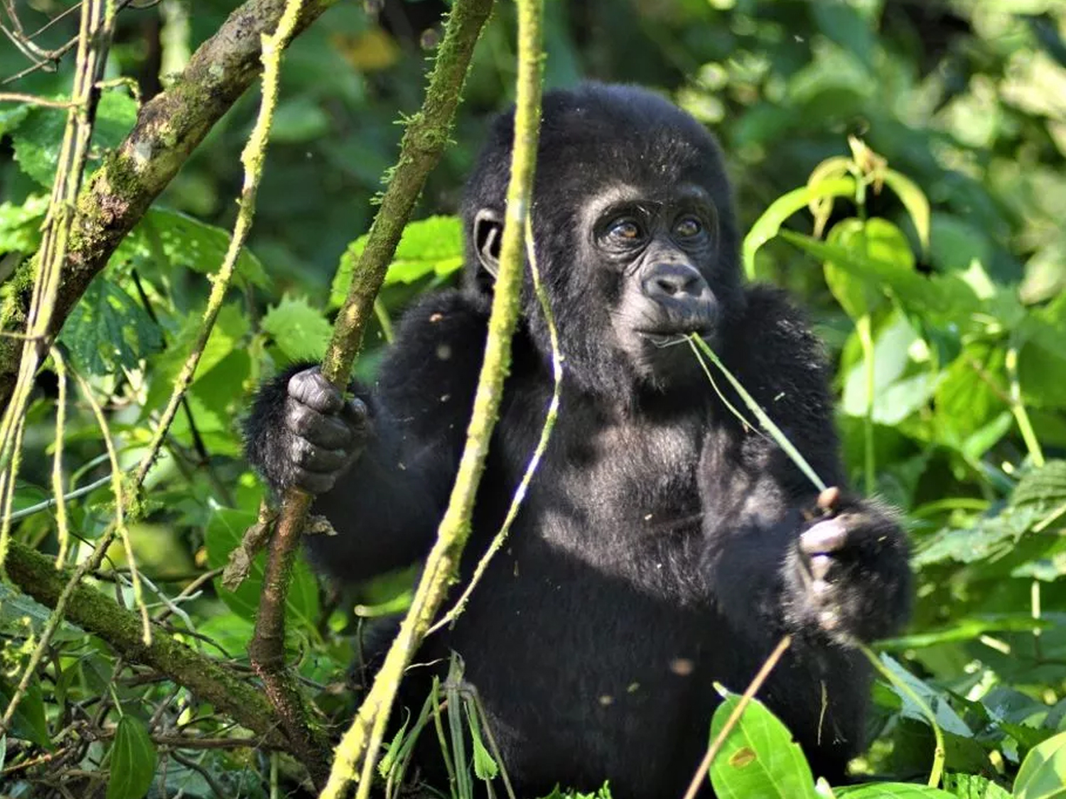 Gorilla Trek, Kenya & Tanzania - 28 days