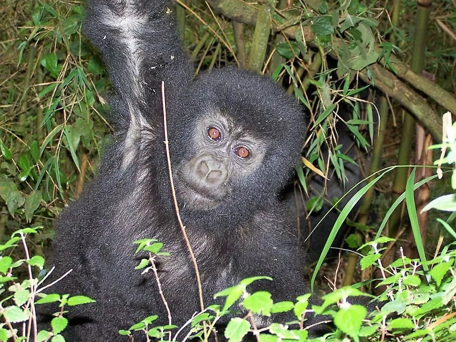 Uganda & Gorilla Trek Express (Accommodated) - 6 days 