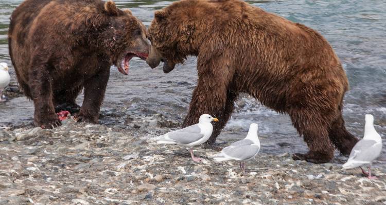 tourhub | On The Go Tours | Awesome Alaska Camping - 20 days 