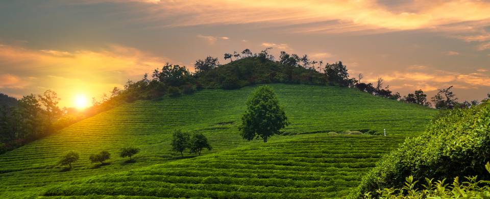 Tea plantations covering the hills of Boseong at sunset