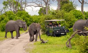 Botswana Lodge Explorer 2019 Main Image - Chobe National Park - Africa Tours