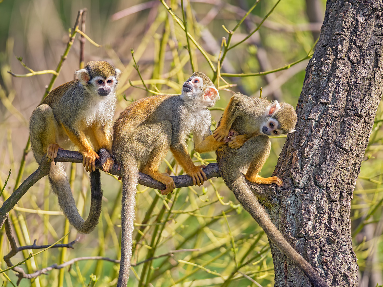 Buenos Aires to the Amazon - 15 days