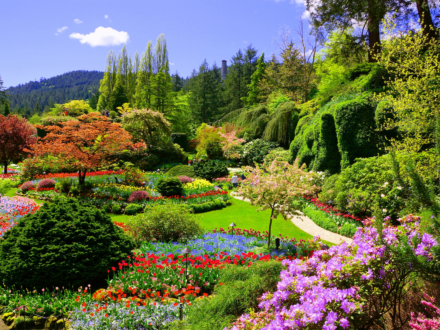 Flowers in bloom at Butchart Gardens, Victoria, Canada