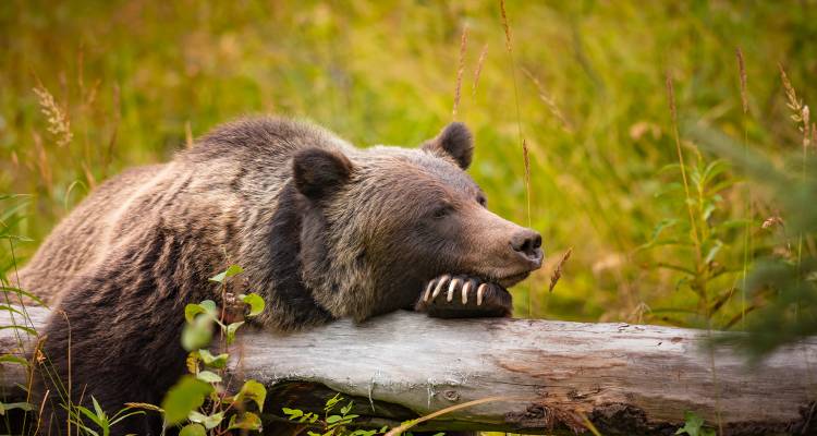 tourhub | On The Go Tours | Canadian Rockies Express - 4 days 