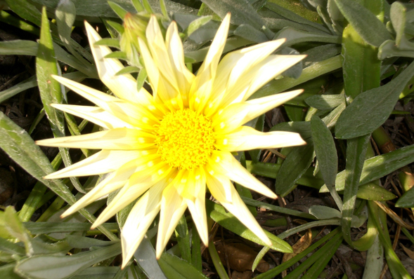 a yellow flower