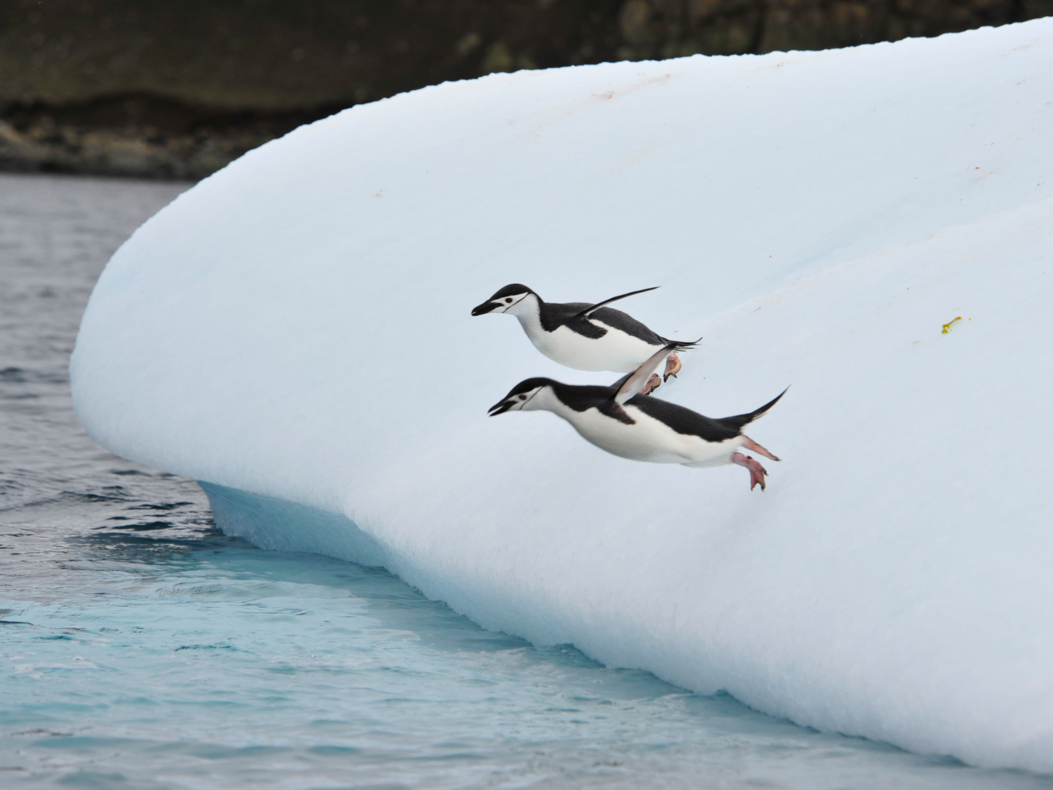 Penguins in Antarctica diving into the sea