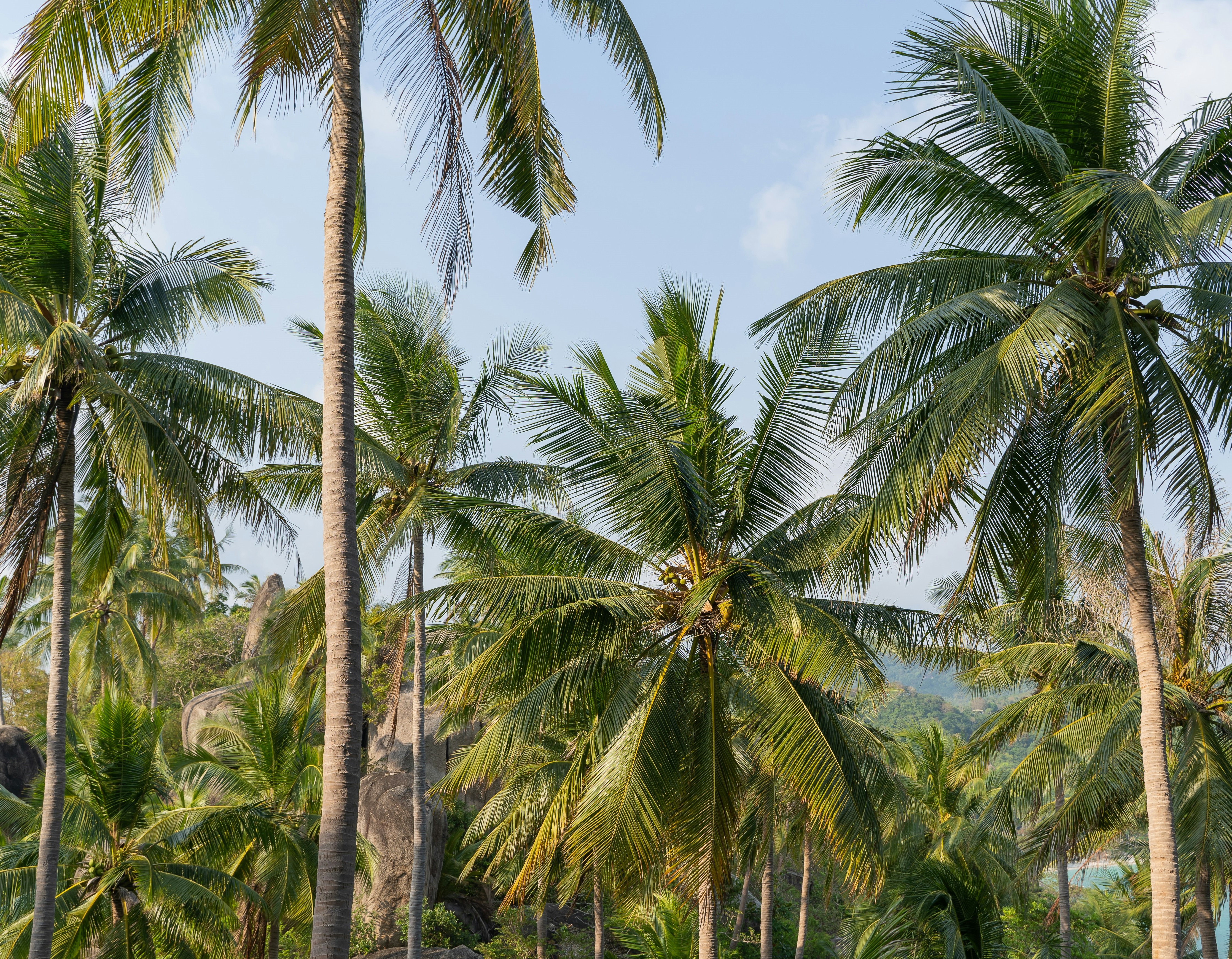 Coconut trees