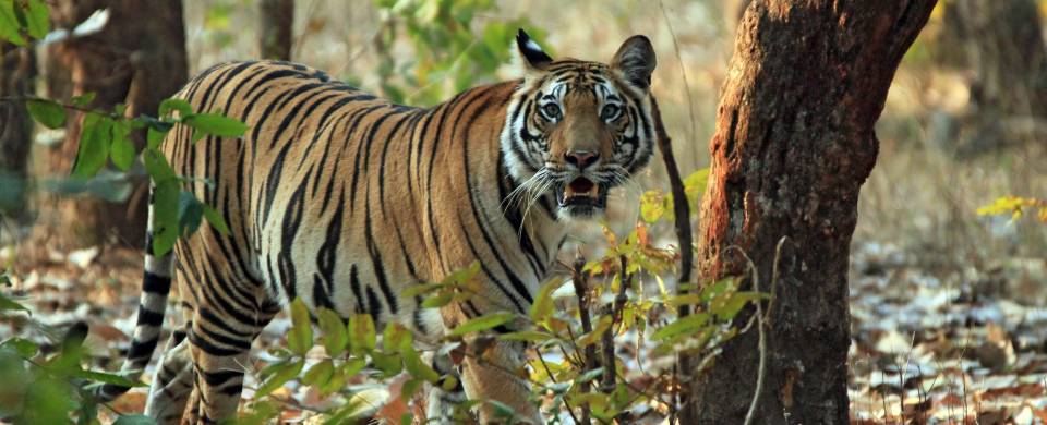 Tiger walking in Corbett National Park