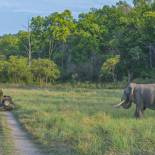 Elephant safari in Corbett National Park | India