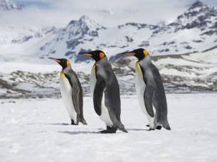 Cruise Antarctica and Solar Eclipse main image - King Penguins on South Georgia