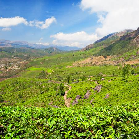 Darjeeling Tea Plantations - India - On The Go Tours