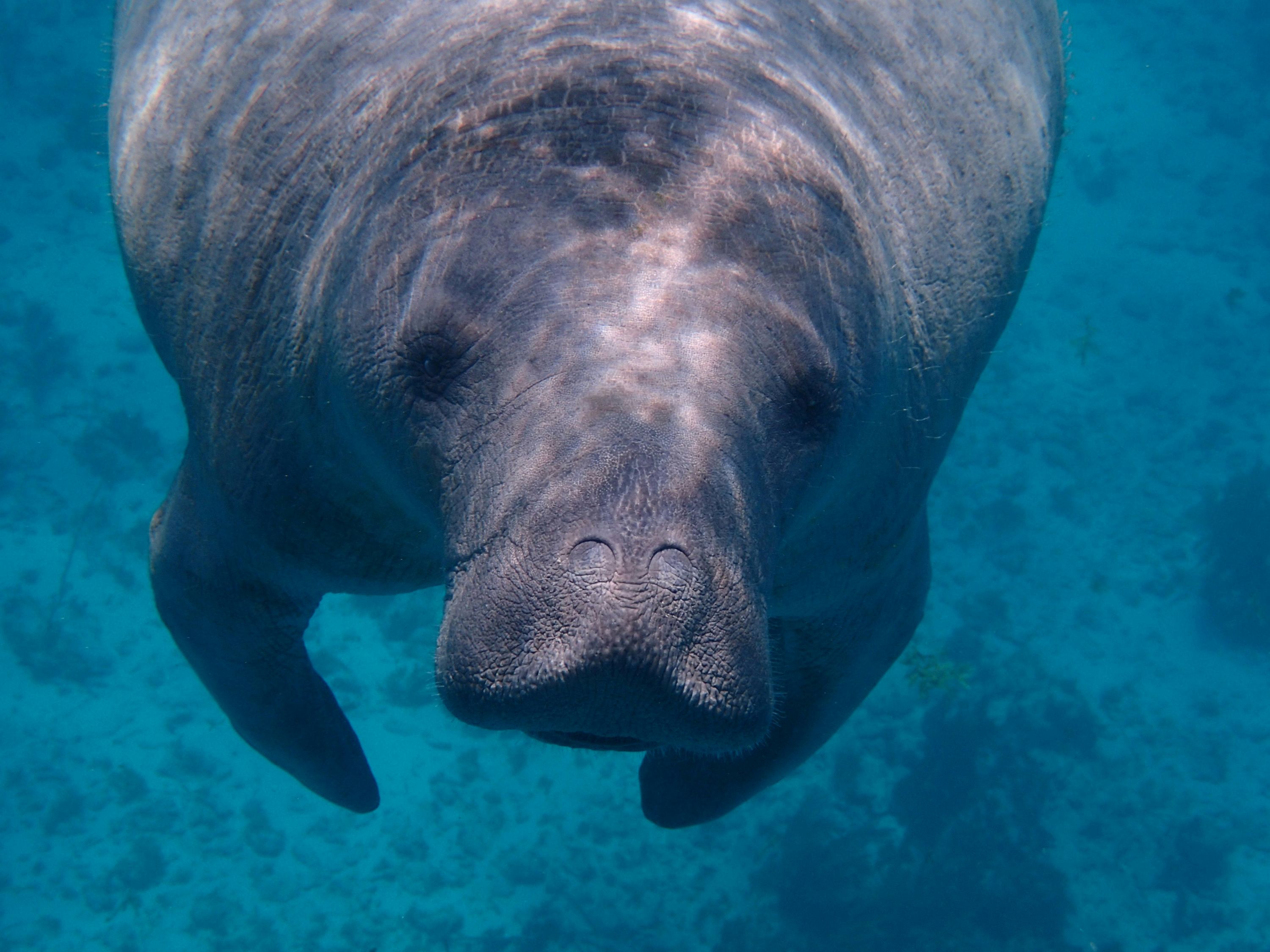 Dugong