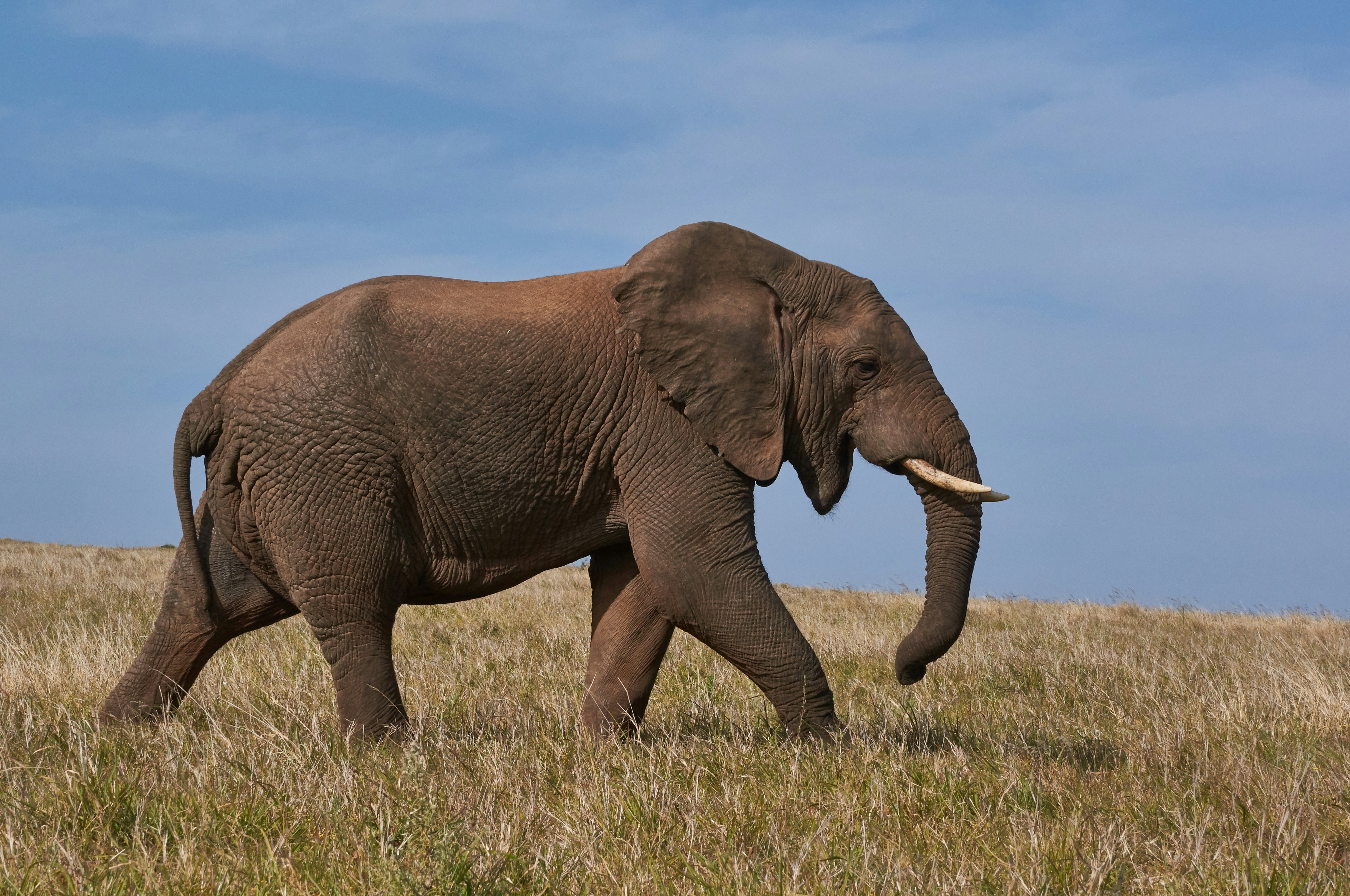 Elephant walking in Periyar