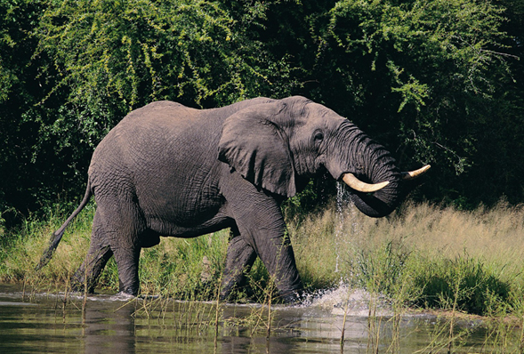 Elephant playing in the water