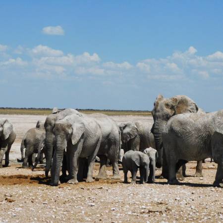 Elephants in Etosha NP - Namibia - On The Go Tours