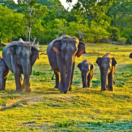 Elephants in Sri Lanka - On The Go Tours