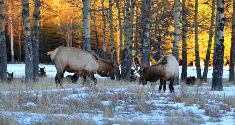 tourhub | On The Go Tours | Yukon & Northern Lights - 4 days 