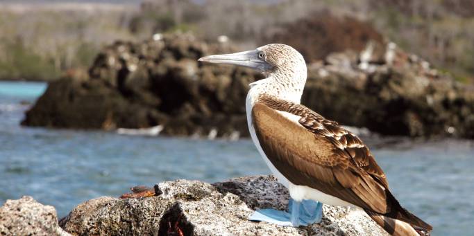 The Galapagos Islands | Ecuador | South America	