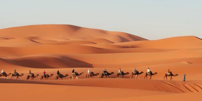 Camel walking through the Erg Chebbi sand dunes