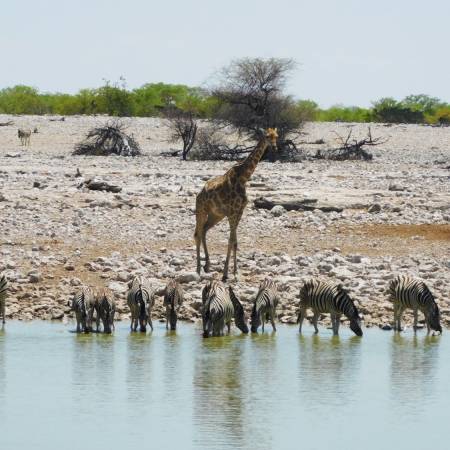 Falls, Delta & Cape Accommodated main image - Etosha NP waterhole