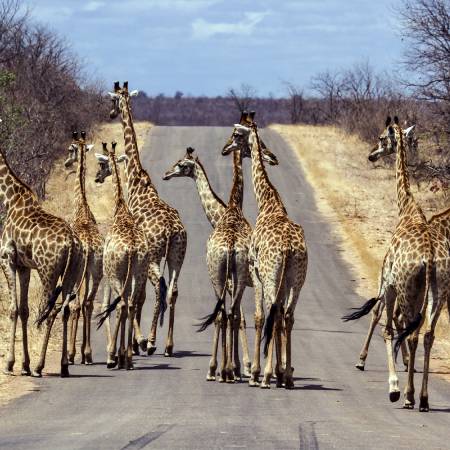 Falls Matobo and Kruger Accommodated - giraffes in Kruger