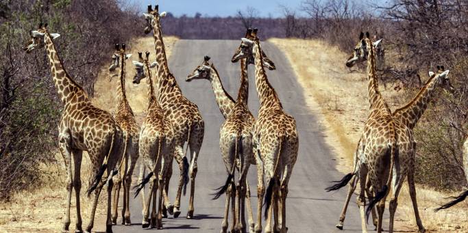 Herd of giraffe in Kruger National Park | South Africa