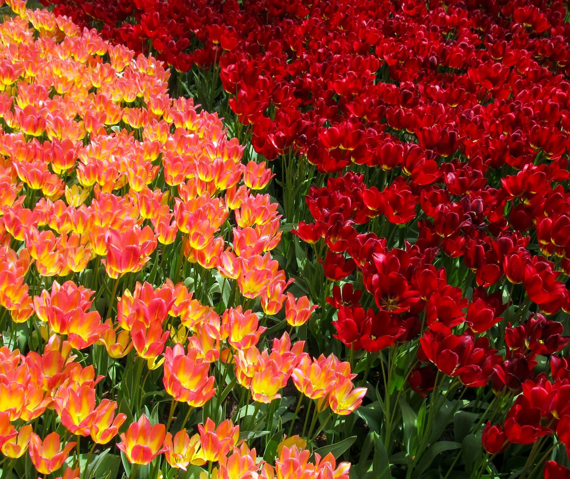 a flower bed made up of red and pink/yellow flowers