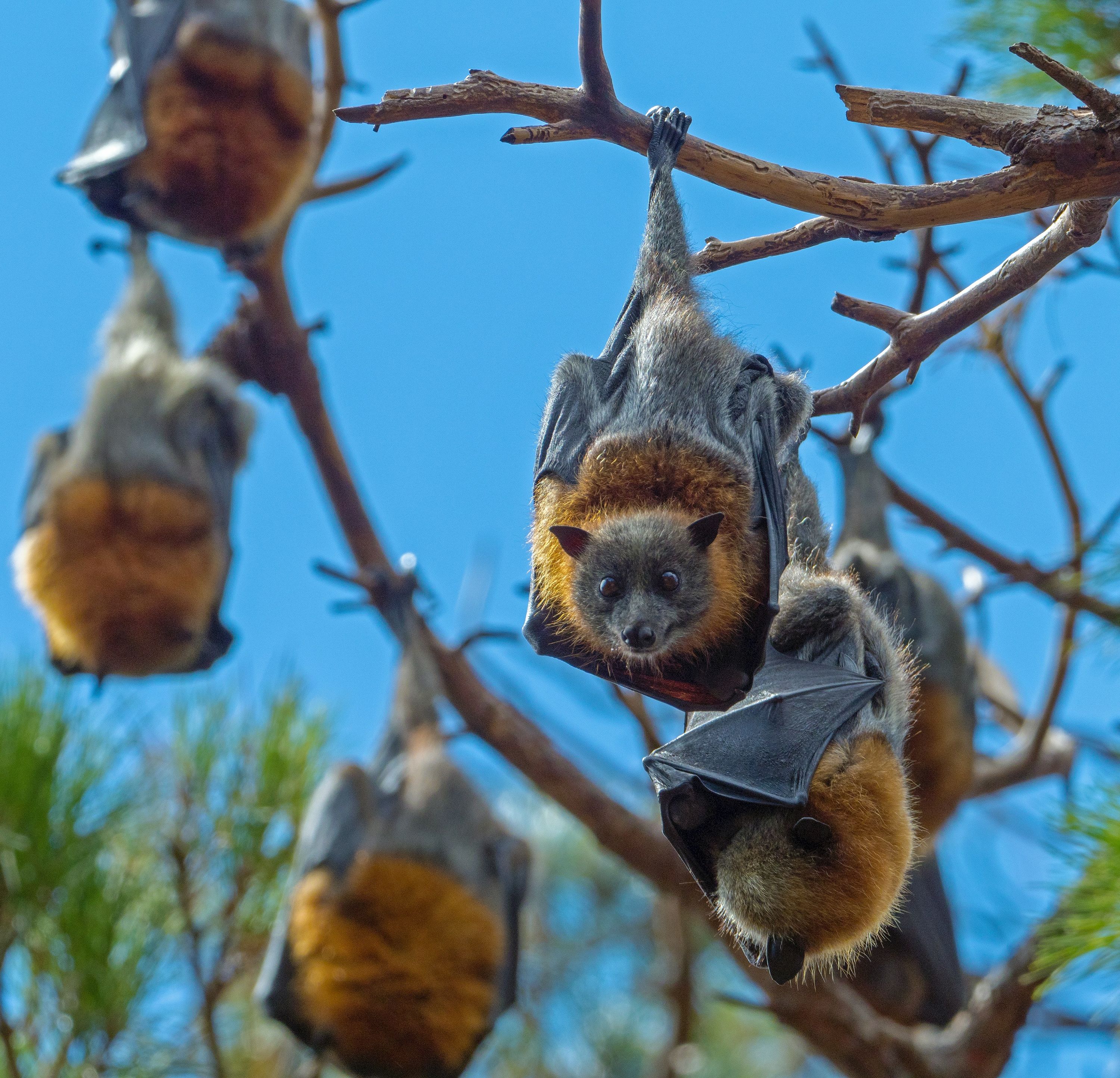 Flying Foxes in a tree