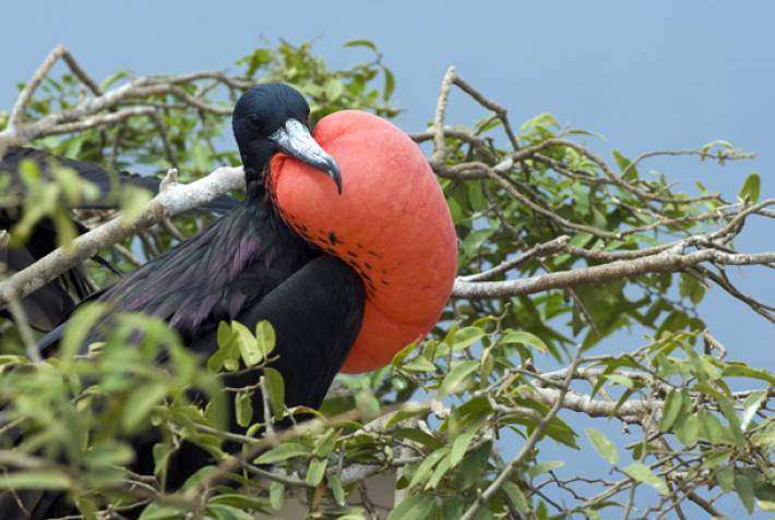 Galapagos Wildlife Calendar | On The Go Tours