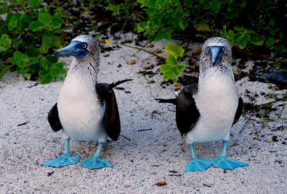 Blue footed booby