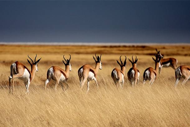 Best Time to Visit Namibia | On The Go Tours