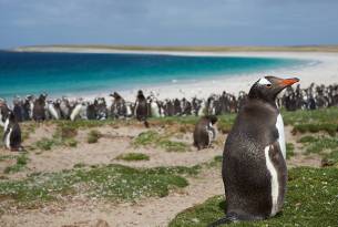 Gentoo penguin on Falkland Islands - Antarctica - On The Go Tours