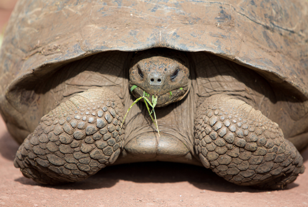 a giant tortoise 