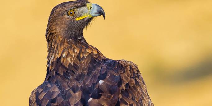 Golden eagle | La Serrania National Park | Spain