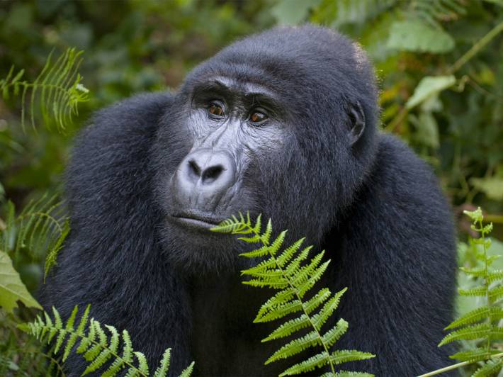 Best Uganda Gorilla Safari Tours 2024/2025 On The Go Tours