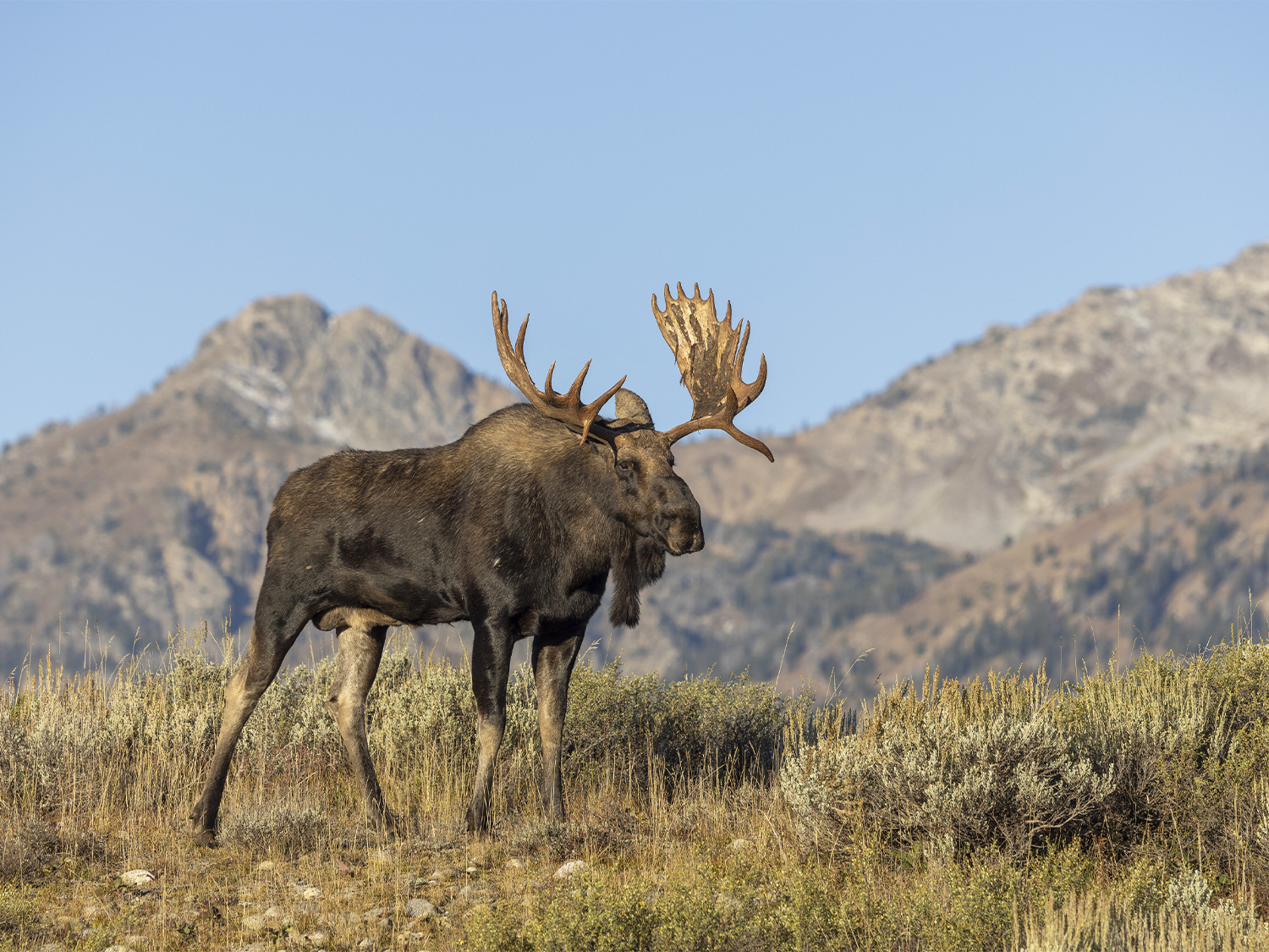 Grand Teton & Yellowstone Camping - 4 days