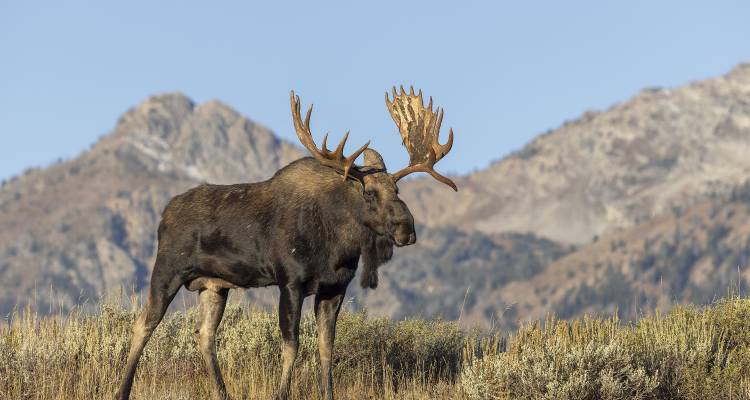 tourhub | On The Go Tours | Grand Teton & Yellowstone Camping - 4 days 