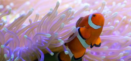 Great Barrier Reef clownfish xml